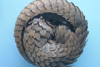 Pangolins Didn’t Cause Coronavirus