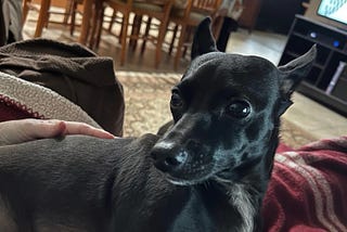 A small black dog laying on a lap and looking at the camera.