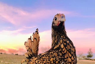 About Me — Ren The House Hen
