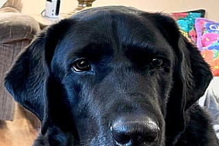 picture of a black lab close to the camera, he has a bit of grey