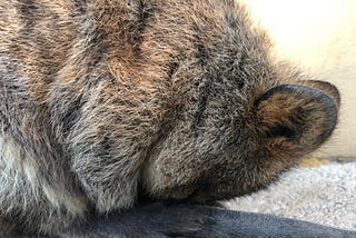 The Quest For the Perfect Quokka Photo