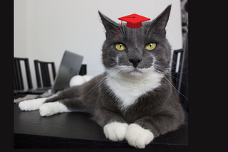 A dark grey cat with white paws and bright green eyes laying on a black desk in front of a laptop.