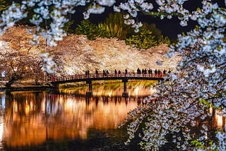 Many photographers flock to this bridge in Hirosaki Park during the night time to take a photo of it set against the backdrop of the illuminated cherry blossoms. It’s an iconic springtime scene in Aomori.