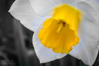 A daffodil with the color of its yellow petals isolated