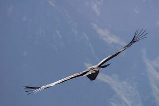 A condor soaring in the sky