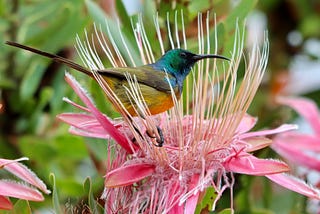 Where to go bird watching in Cape Town