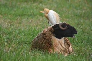 Eastern Cattle Egret hunched against the wind on the back of a black-faced ram with a scruffy fleece. The ram is baaing about something. Perhaps the bird on his back or maybe he just has some opinions that he wants us to hear.