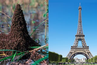Fire Ants Build Towers To Survive Floods, New Study Says