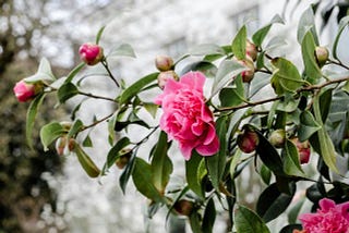 Love flourishes where the heart settles