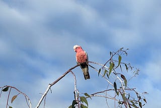 Love Birds Have A Screechy Start