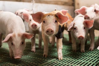 Photo of a group of small pigs standing on a grate in an enclosed area. They are all looking directly at the camera.