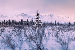 One singular pine tree stands alone before mountains after sun retreats in Denali National Park in hues of blue and pink.