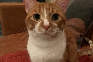 An orange and white cat sitting on a leather couch stares into the camera.