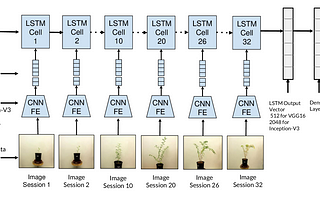 CNN-LSTM architecture used for water stress classification — Before Flowering (BF), Control (C), Young Seedling (YS)