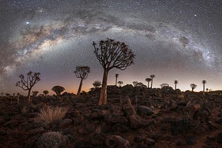 A fine art photograph of a starry sky and the silhouettes of beautiful and almost alien trees