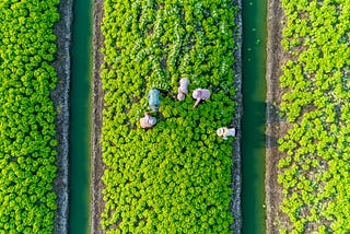 Aerial view of five farmers harvesting Chinese cabbage in Thailand.