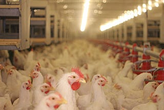 How Chickens Became Like Apple and Android Phones