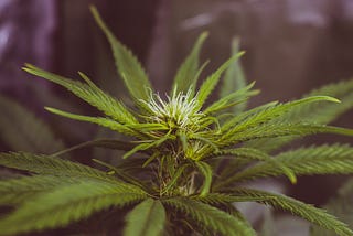 Your Guide to Legit CBD