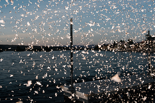 Bullhead City, Arizona Was a Retiree Paradise. Then Came a Biblical Plague of Flies.