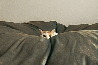Orange and white cat sitting comfortably on a giant dark grey bean bag.
