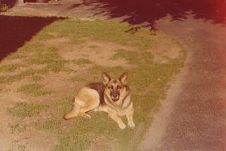 Vintage photograph of a German shepherd dog.