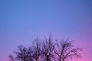 sunrise, a new day, bare winter branches | nature photography | © pockett dessert, new day