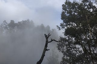 To the Forests of the Dancing Snake: Pambadum Shola