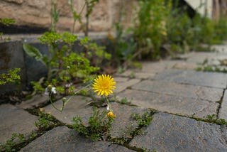 Between the Cracks
