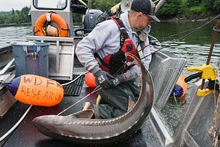 Fishing for answers: How WDFW is studying coastal and Puget Sound white sturgeon