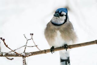 Bluejay perched on branch in snow.