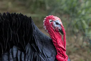 How I Almost Rescued a Wild Turkey