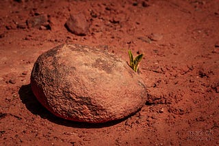 A single rock, with a sprout of green growth behind it, in the dry red ground outside Sedona, Arizona