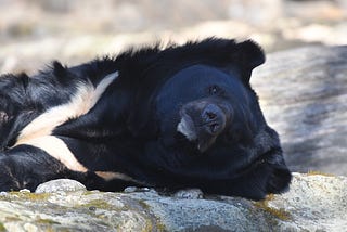 How a Bear Triggered an Epic Fight Over the Inner Lives of Animals