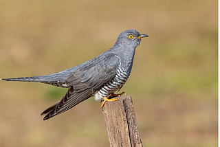 A picture of the extremely rare European Common Cuckoo. birds, rare find,  lifer, interesting find