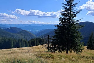 Sounds of the forest: results of an acoustic experiment