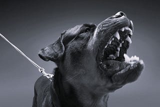 Photo of a Rottweiler with teeth bared as if poised to attack.