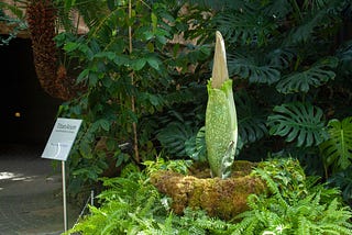 Corpse flower set to bloom at Frederik Meijer Gardens & Sculpture Park