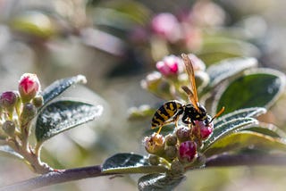 A wasp looking into the bud of a flowering branch. Link (CC)