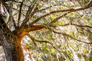 Spanish moss in a Charleston-area tree is lit up by the sun