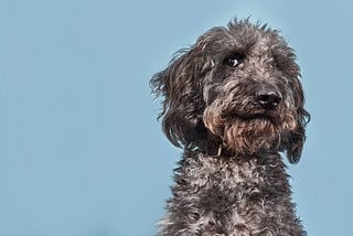 Losing a Pet Is as Painful as Losing a Human