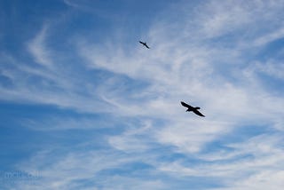 Birds in flight against a blue sky