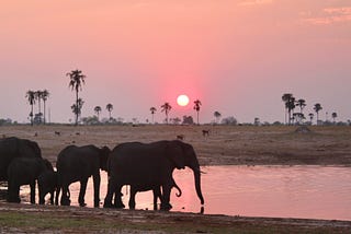A herd of elephants ambling in a pool of water with a pretty pink sunset and the plains in the background.