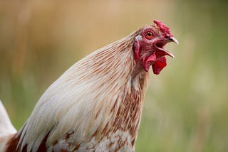 a rooster