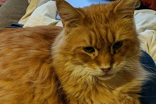 6 Things I’m Learning From My Cat