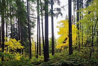 Forest Spirits — Among the Pines a Light