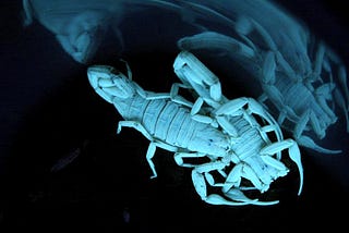 How to Stop Being Afraid of Scorpions