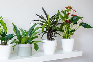 green leafy plants sitting in a row one is flowering red and one of the pots is grey the plants look real but could be fake