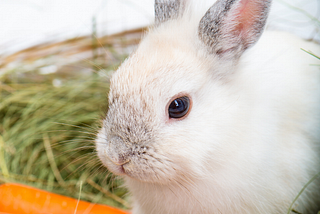 a white rabbit with orange carrots in a basket. Chasing down this rabbit rabbit by nicole wallet