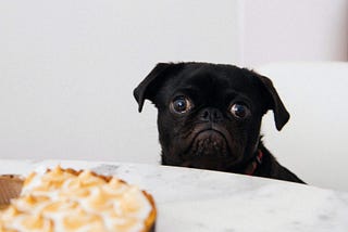 little puppy black color looking sad in front of a table with a pie, with white background