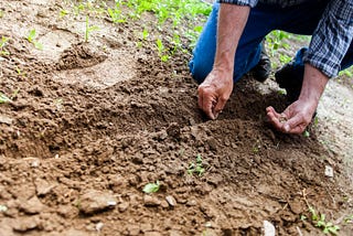 Man planting seeds n a regenerative agriculture farm.